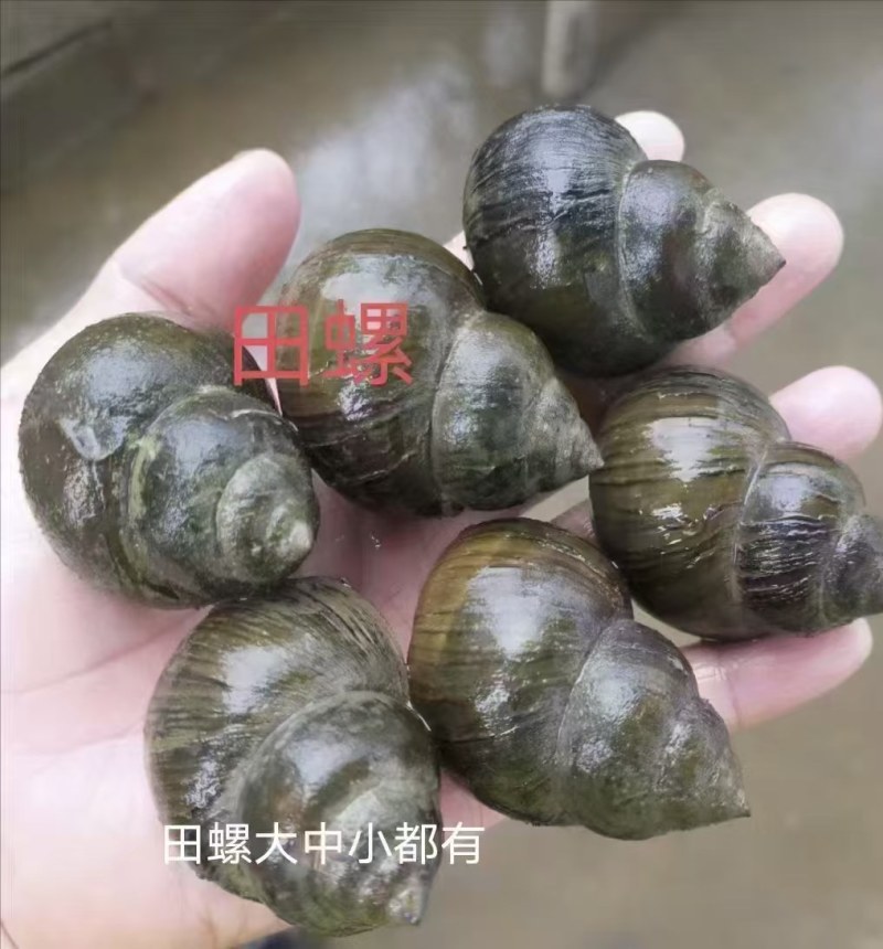 大田螺
