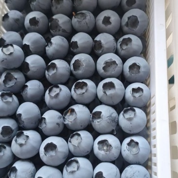 精品蓝莓大量上市果粉很亮口感很好！多种多样品种供客户选择