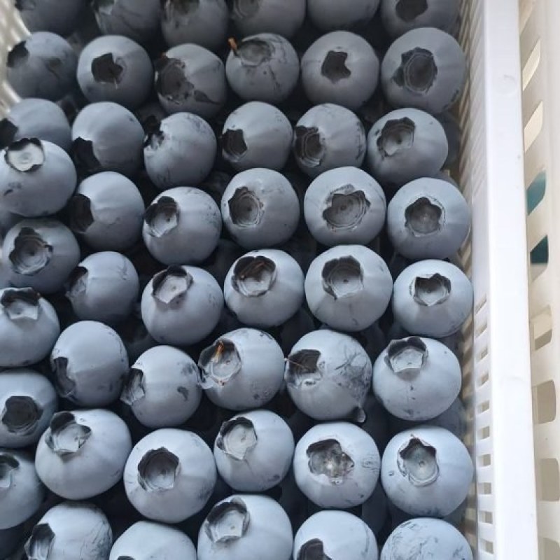 精品蓝莓大量上市果粉很亮口感很好！多种多样品种供客户选择