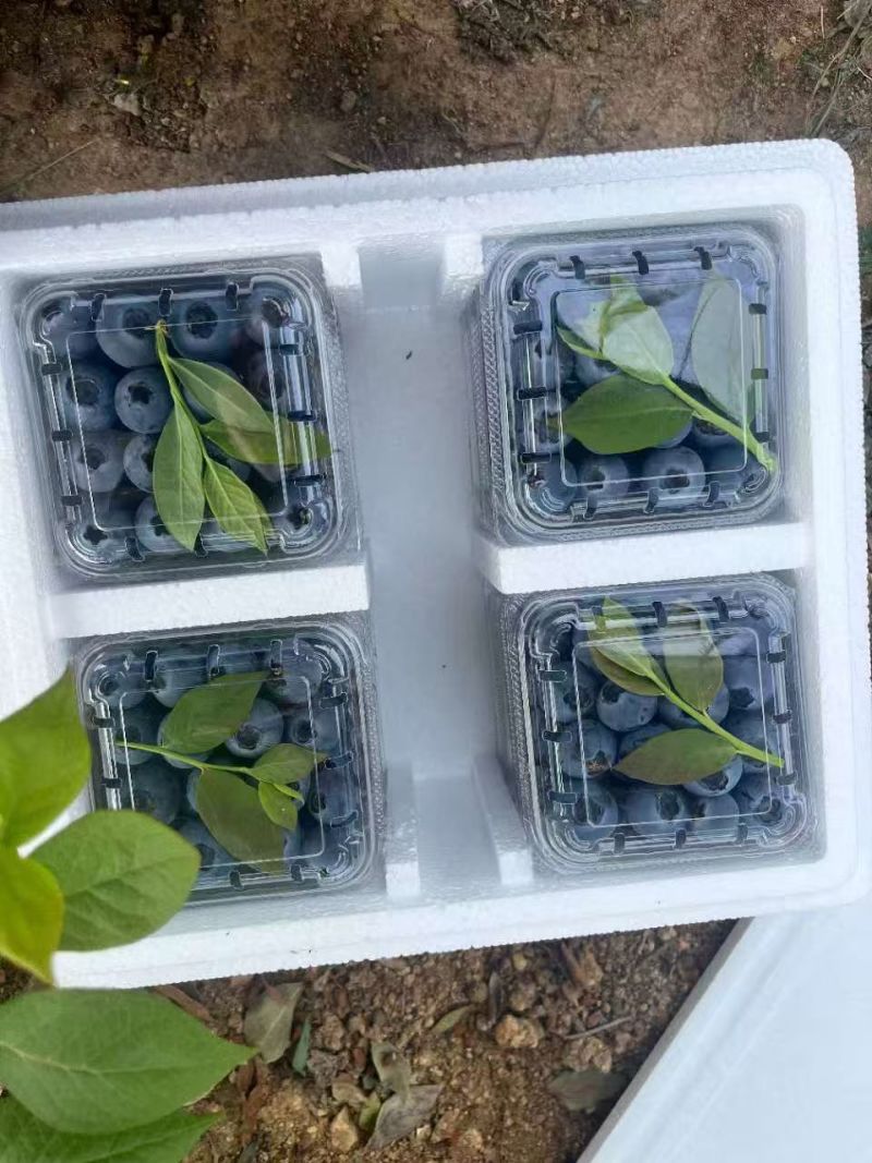 精品蓝莓大量上市果粉很亮口感很好！多种多样品种供客户选择