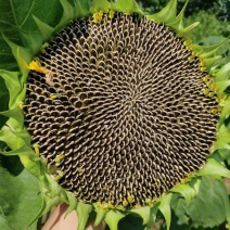 农娃娃大青花食用向日葵种子杂交种大粒香葵种籽早熟春夏播种