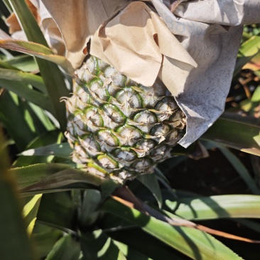 海南金钻凤梨