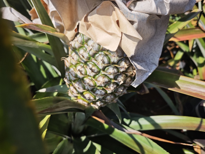 海南金钻凤梨