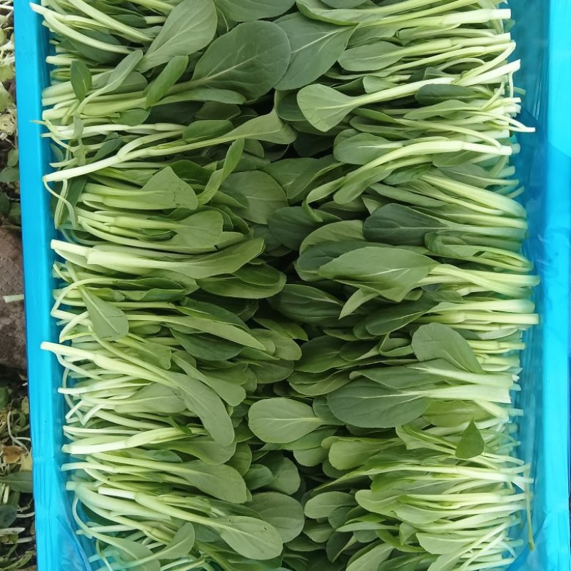 鸡毛菜