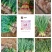 红根蒜苗已大量上市，质量优，价格实惠，欢迎全国各地客商前