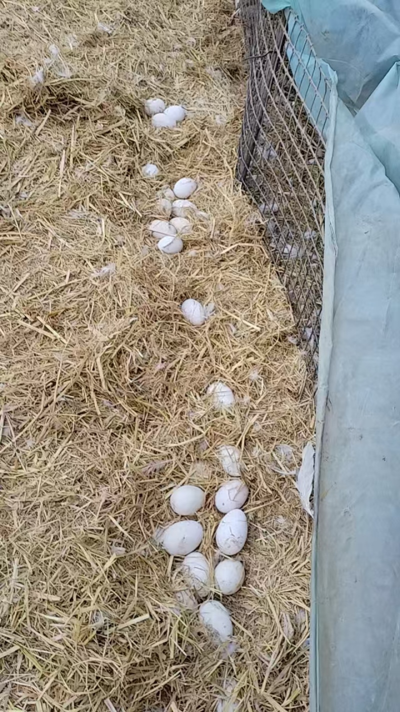散养土鹅蛋