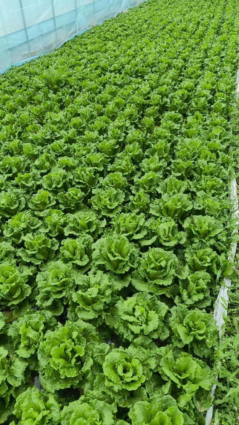 精品生菜基地
