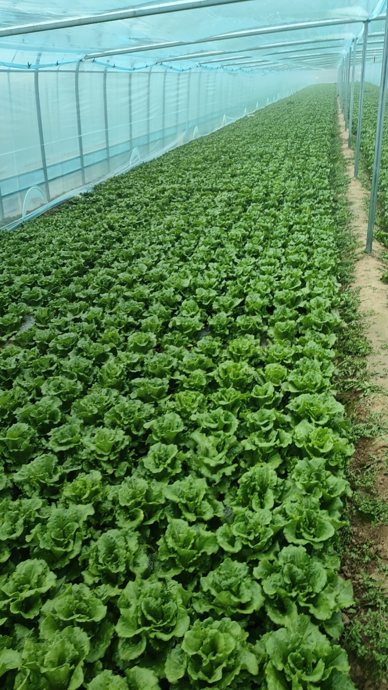精品生菜基地
