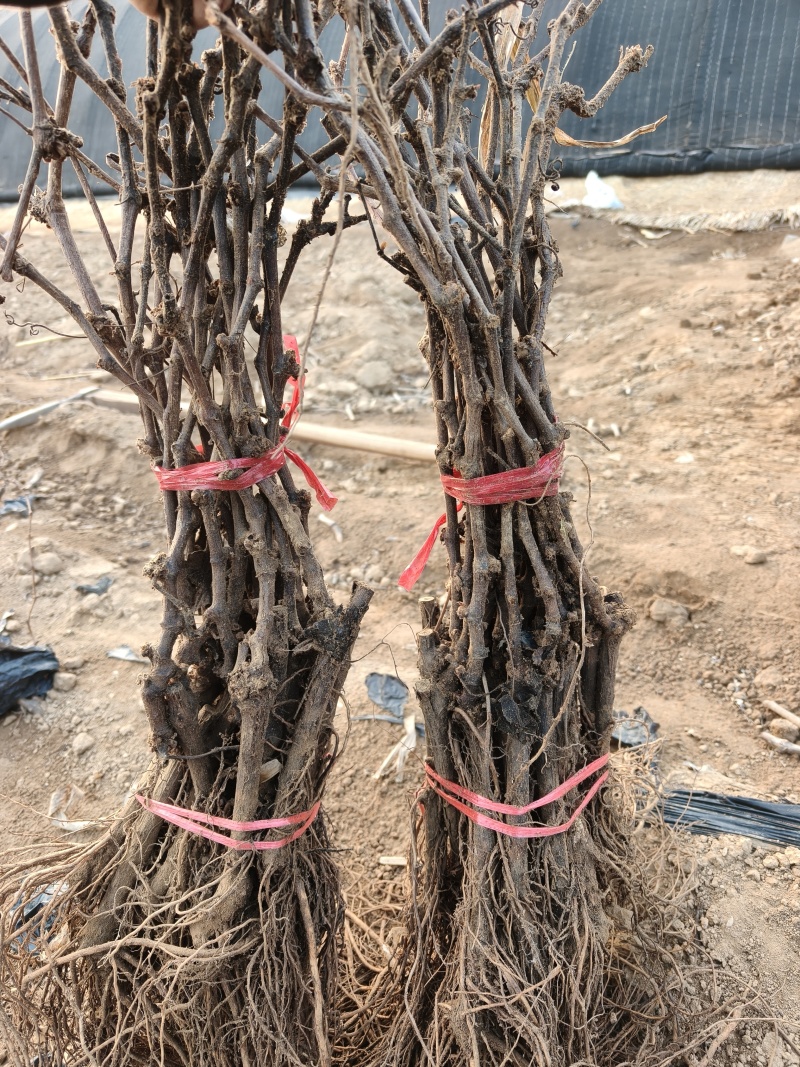 新育葡萄苗基地发货产地一手货源