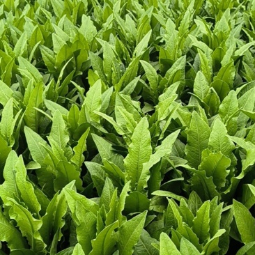 油麦菜，