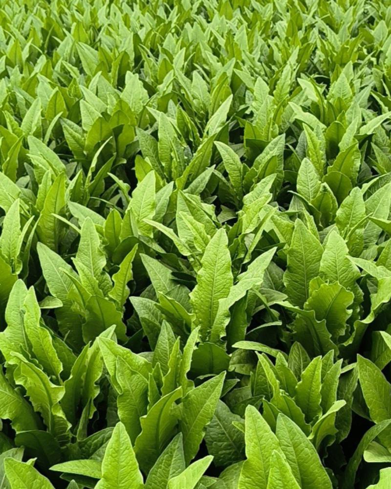 油麦菜，