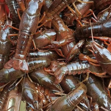 湖北潜江小龙虾产地直发童叟无欺没有中间商可线上交易