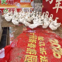 五十只大鹅，公母都有，母的开始下蛋了，有需要的联系