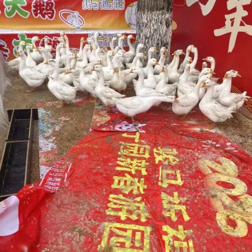 五十只大鹅，公母都有，母的开始下蛋了，有需要的联系
