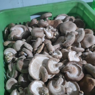 鲜香菇工厂货大量供应，产地直发原产地一手货源