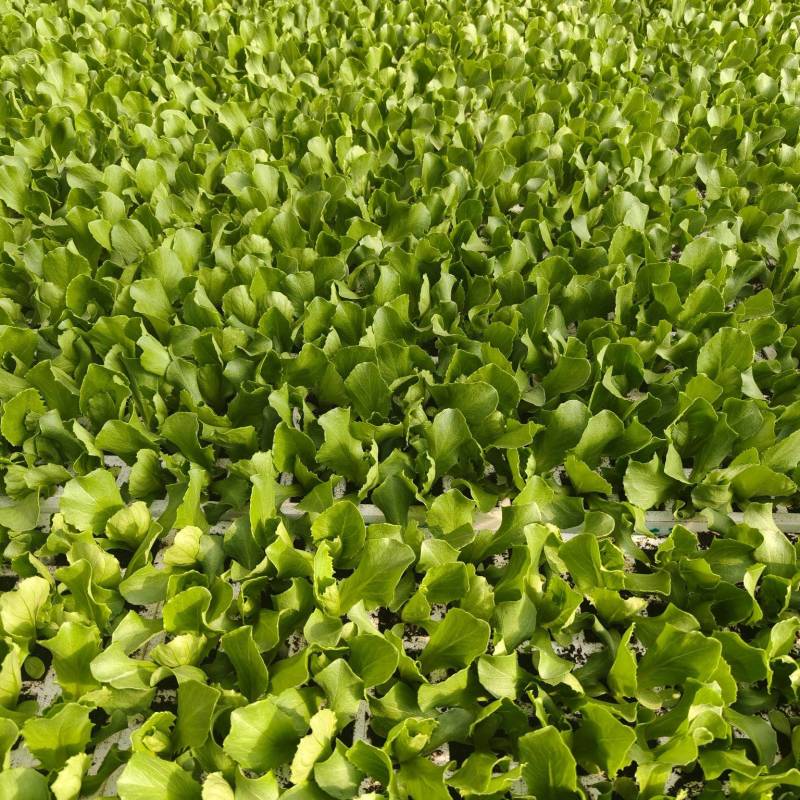 所有生菜苗均可全国发货