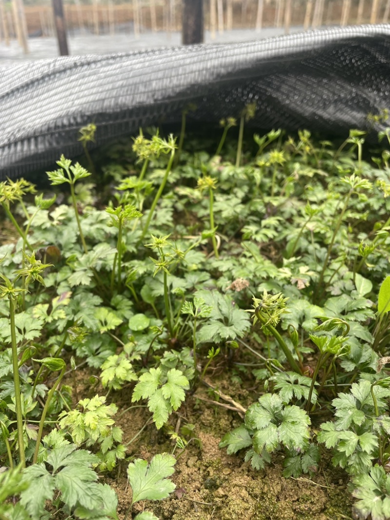 精品黄连苗鸡抓黄连苗基地大量直供价格优惠