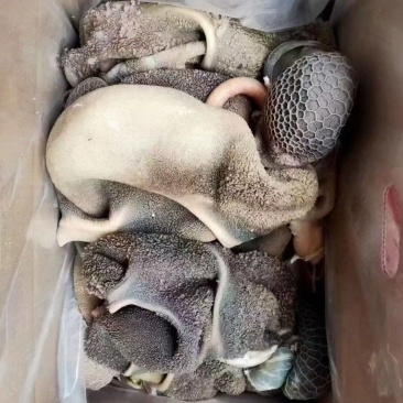 黑羊肚