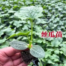 丝瓜苗长丝瓜秧苗香丝瓜秧苗