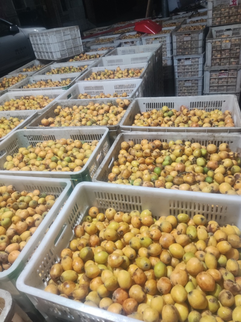 枇杷工厂果大量供应