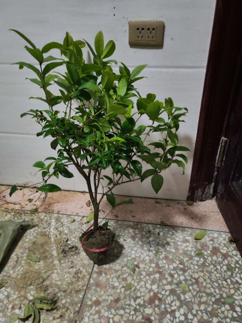 【热卖】桂花树四季桂球、树现挖现发可视频看货