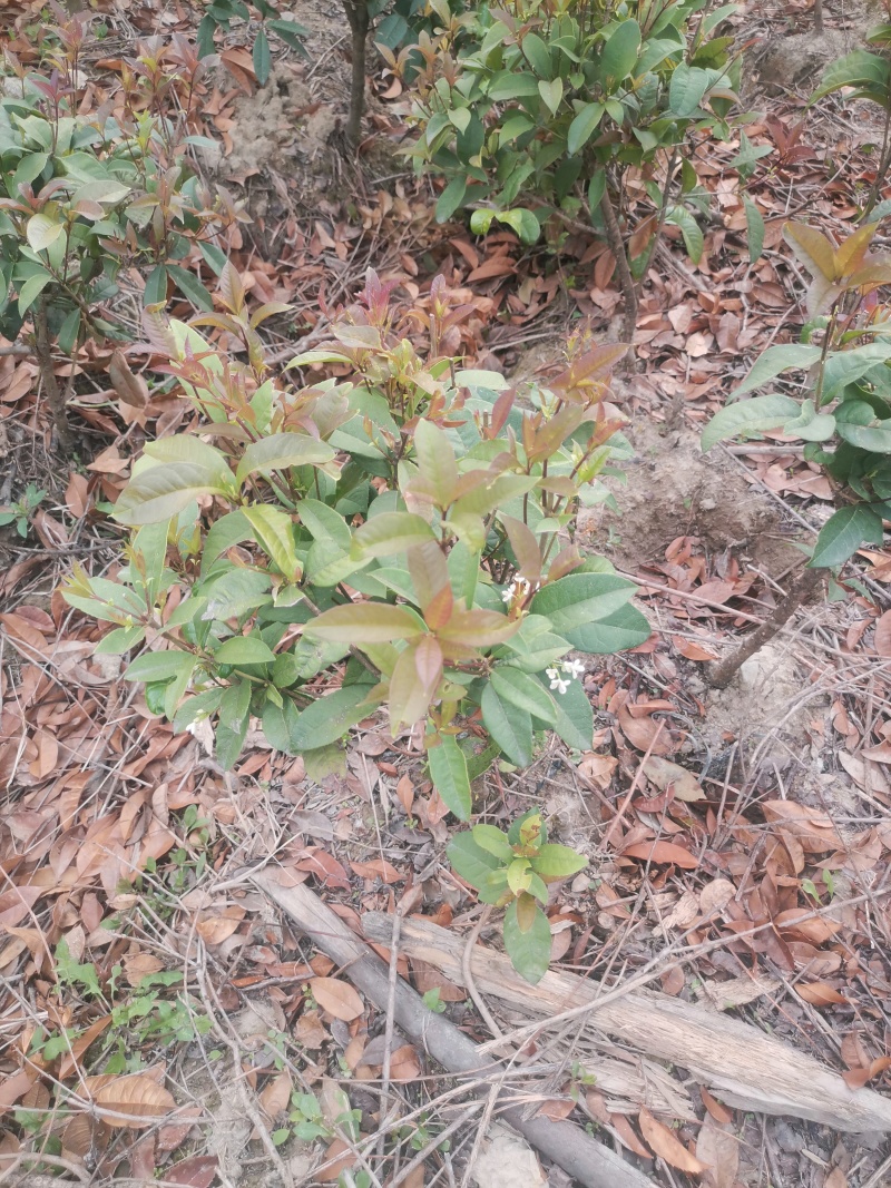 【热卖】桂花树四季桂球、树现挖现发可视频看货