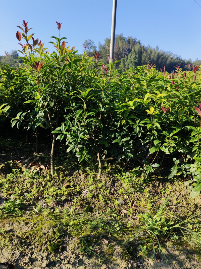 【热卖】桂花树四季桂球、树现挖现发可视频看货