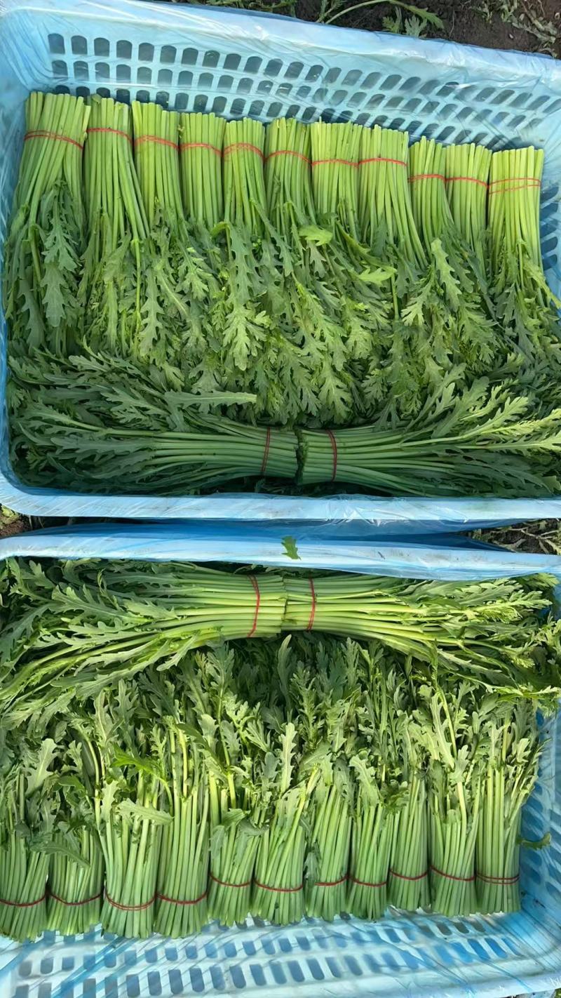 小叶茼蒿