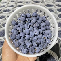 云南蓝莓.L25花香蓝莓热销款