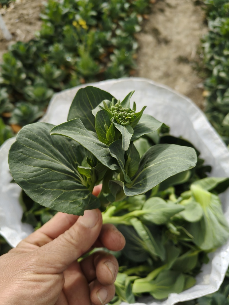 江苏东台精品露天青菜苔现割现发对接商超拟发市场