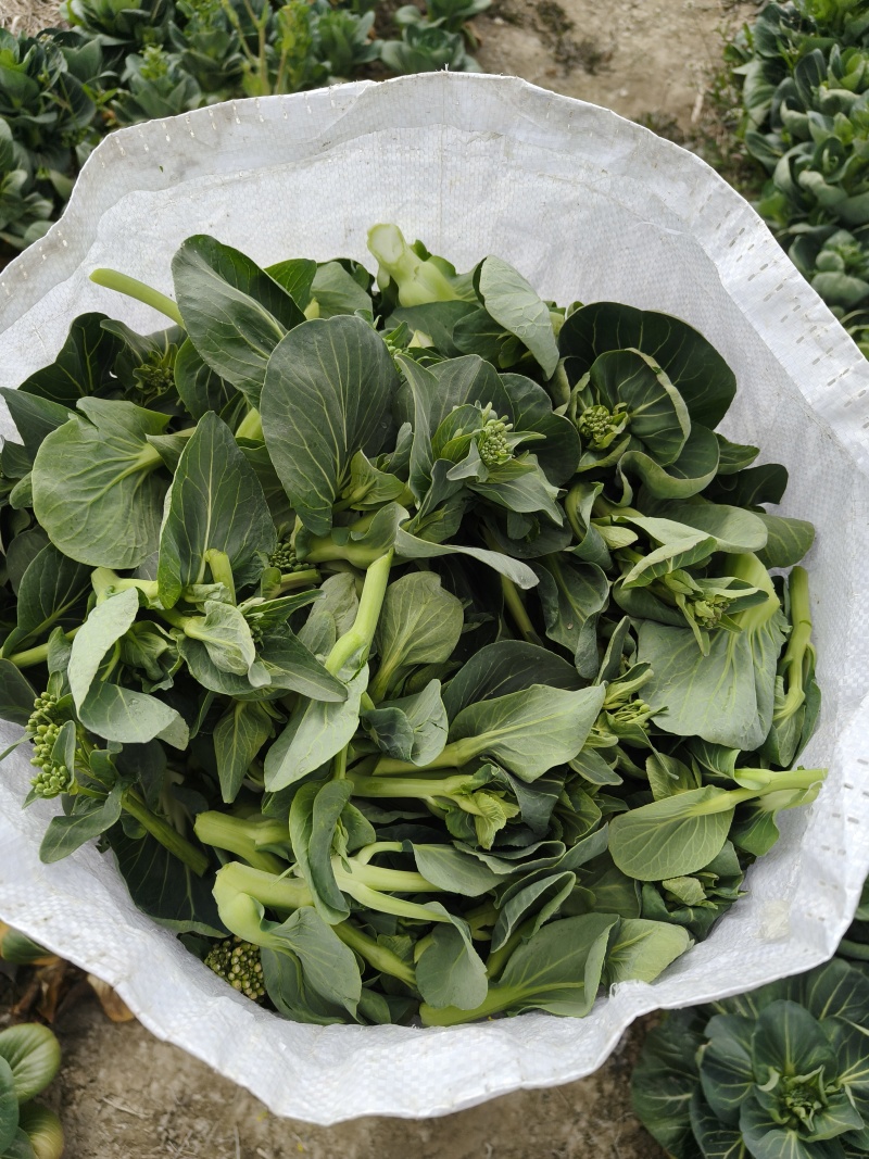 江苏东台精品露天青菜苔现割现发对接商超拟发市场