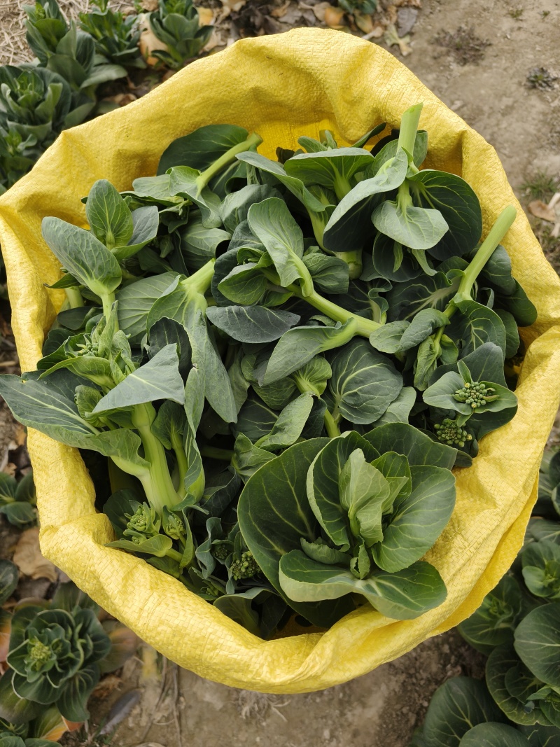 江苏东台精品露天青菜苔现割现发对接商超拟发市场
