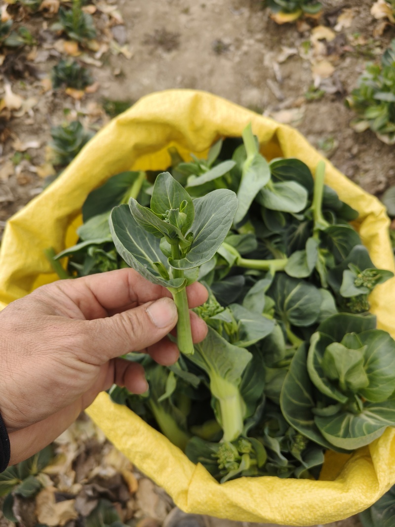 江苏东台精品露天青菜苔现割现发对接商超拟发市场