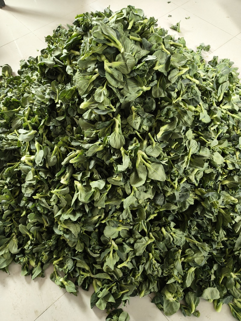 江苏东台精品露天青菜苔现割现发对接商超拟发市场