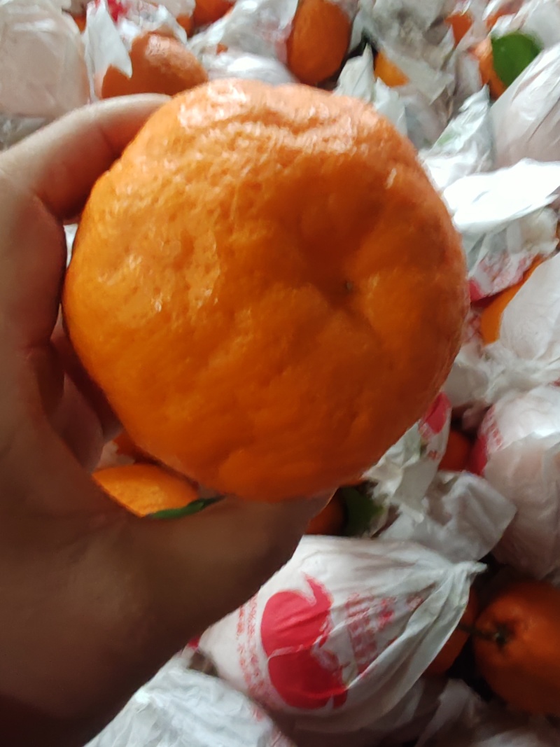 眉山丹棱耙耙柑高次果