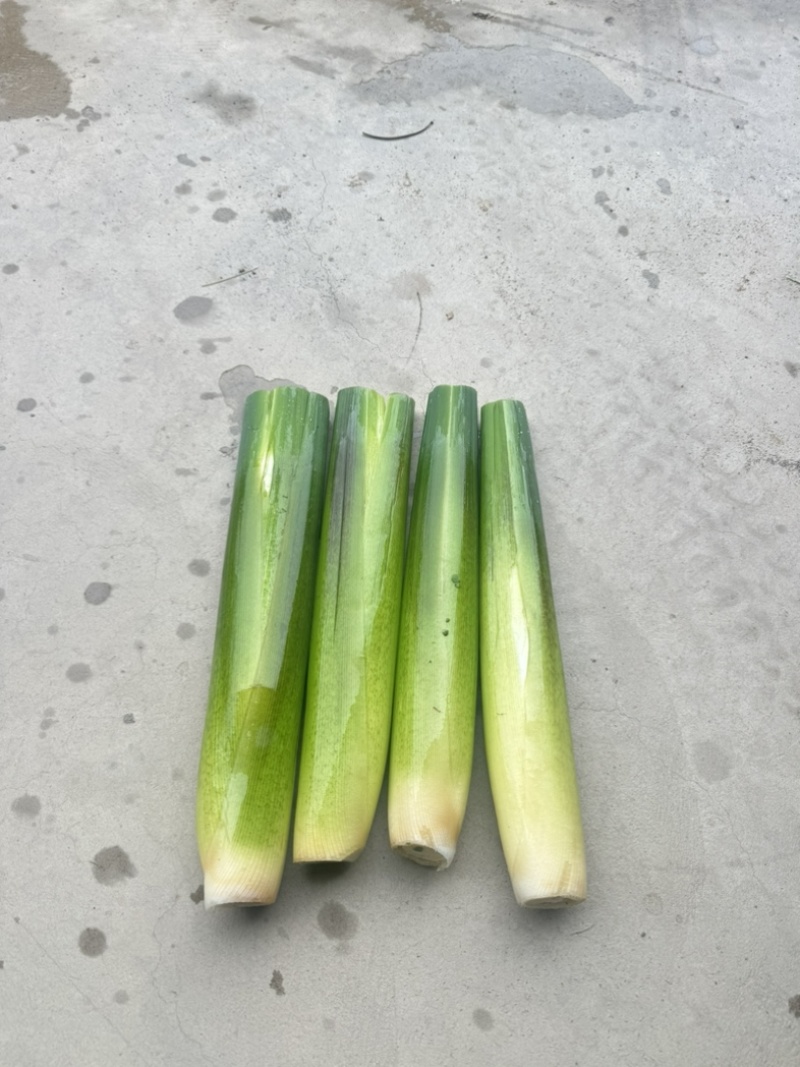 茭白