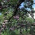 芙蓉李
