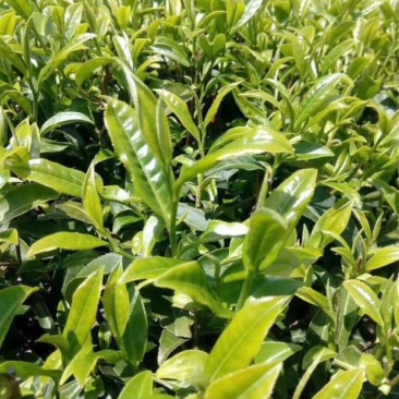 绿茶高山茶福建龙岩