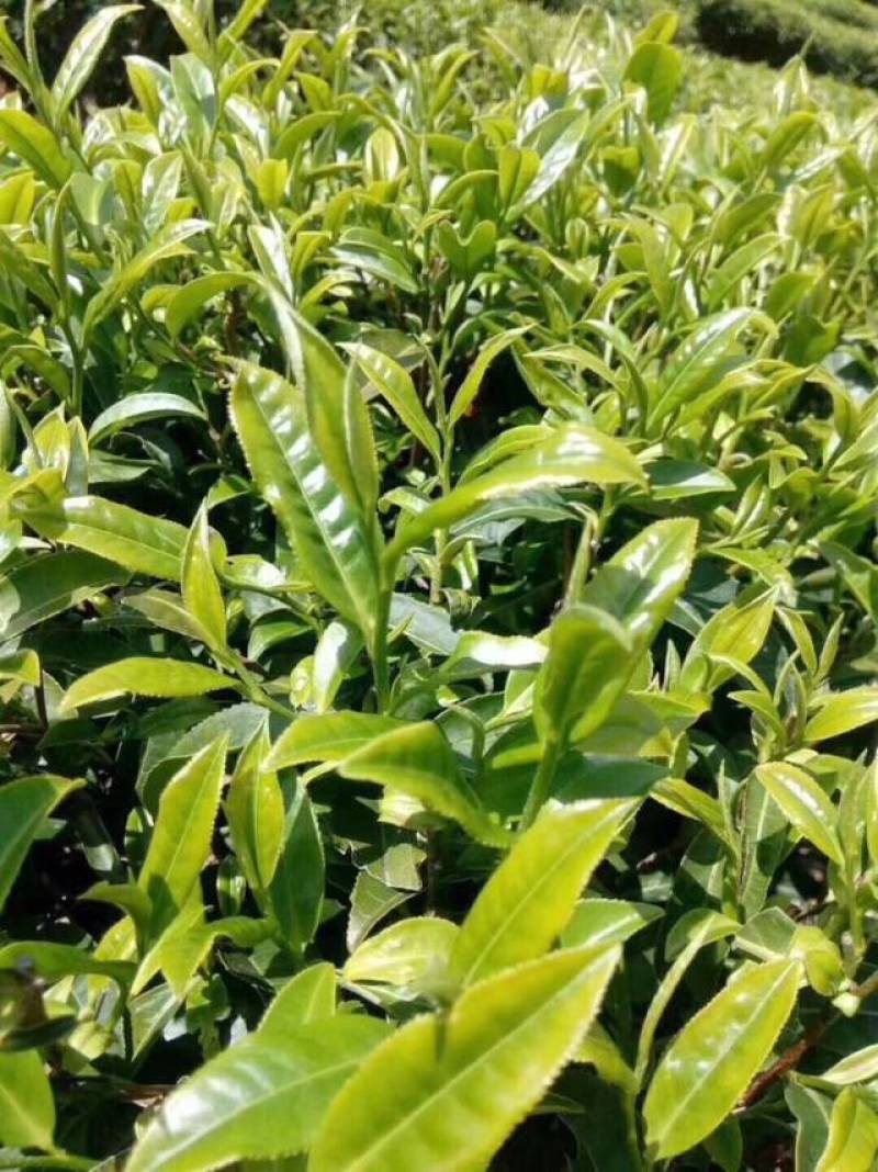 绿茶高山茶福建龙岩
