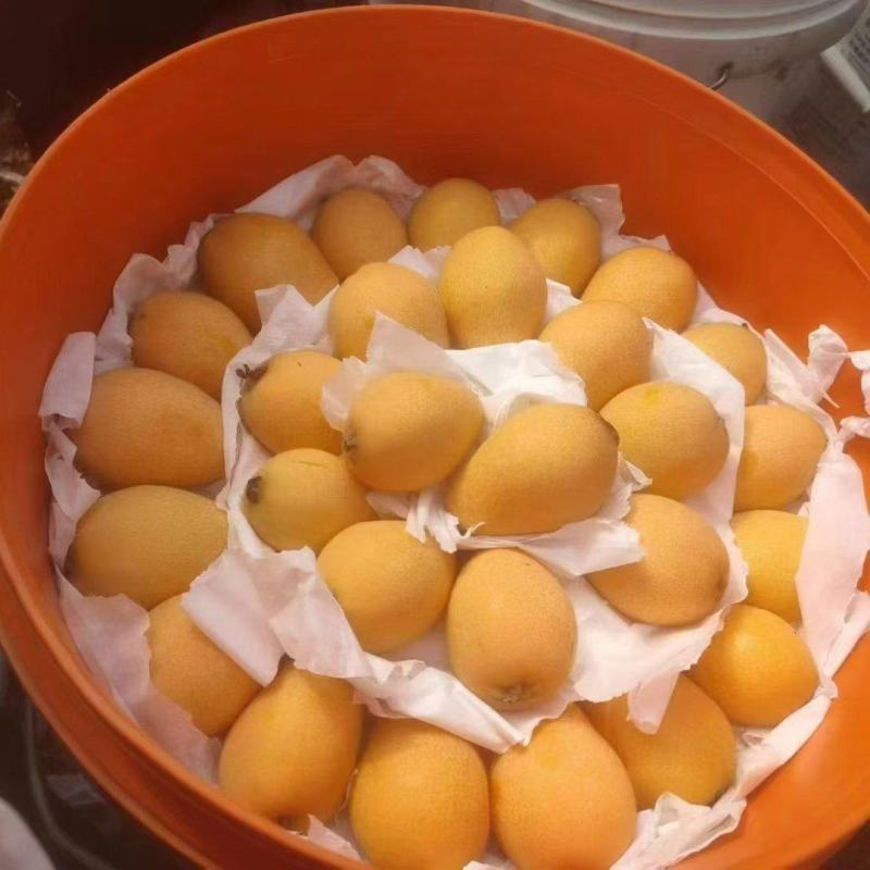 米易早中枇杷一件代发