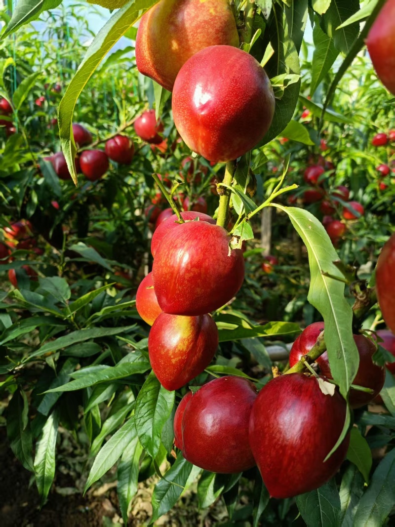 黄油桃