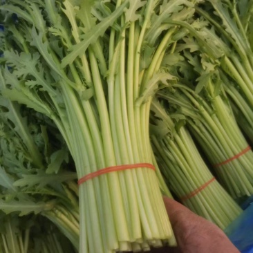 小叶茼蒿