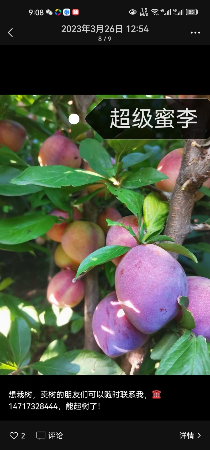 吉林省四平市梨树县挚友苗圃培育2公分吉盛桃李树