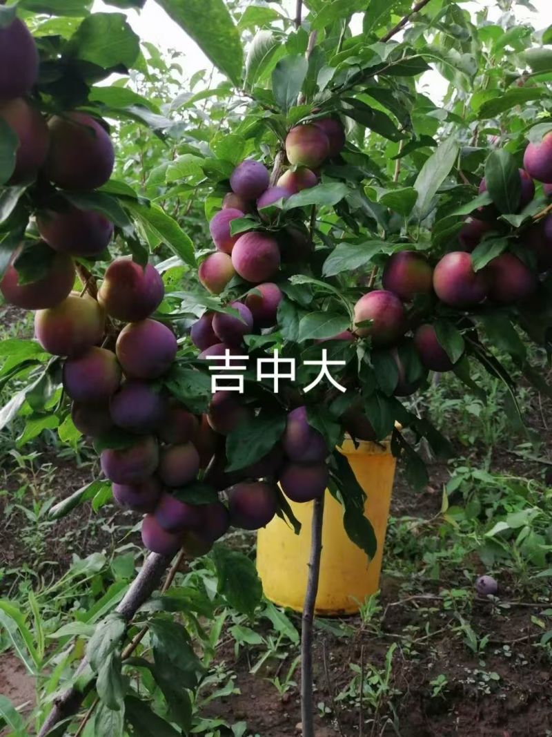 吉林省四平市梨树县挚友果树苗产地直销吉中大李子苗