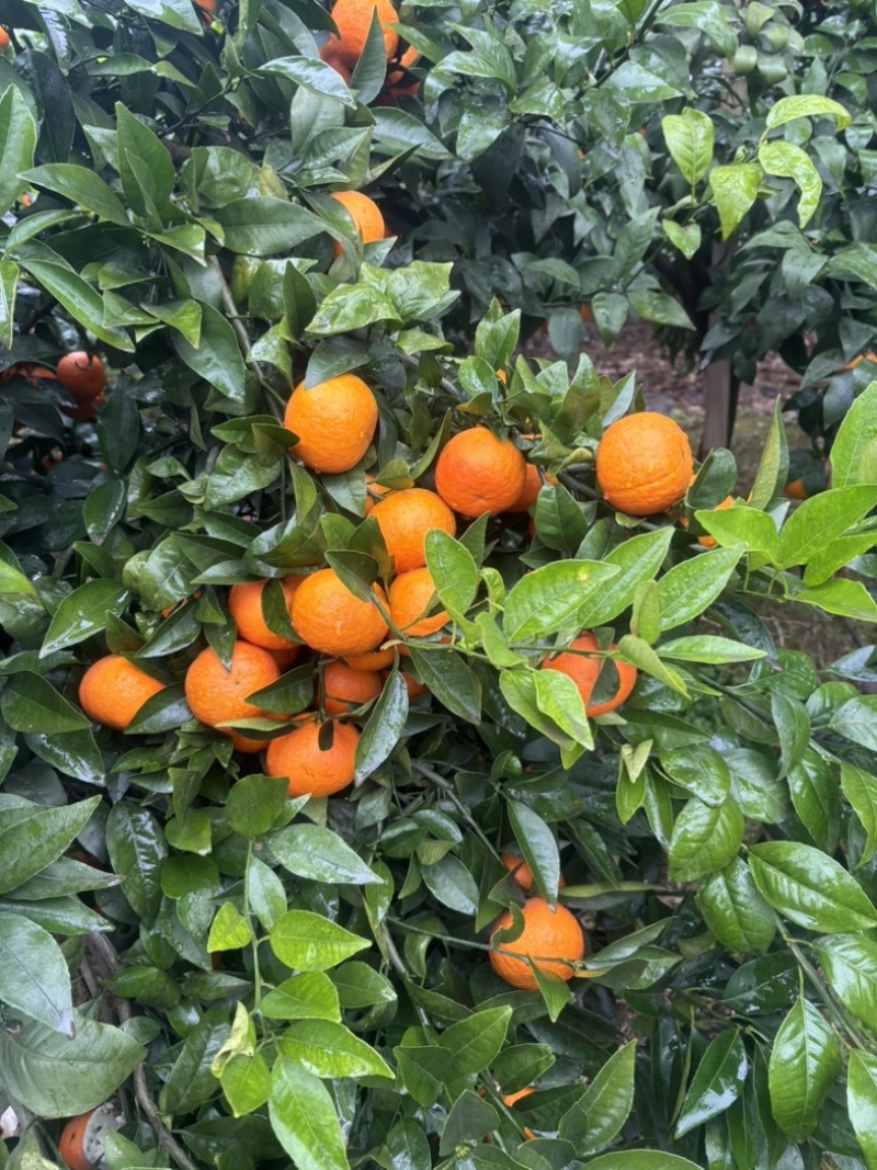 091沃柑细皮纯甜
