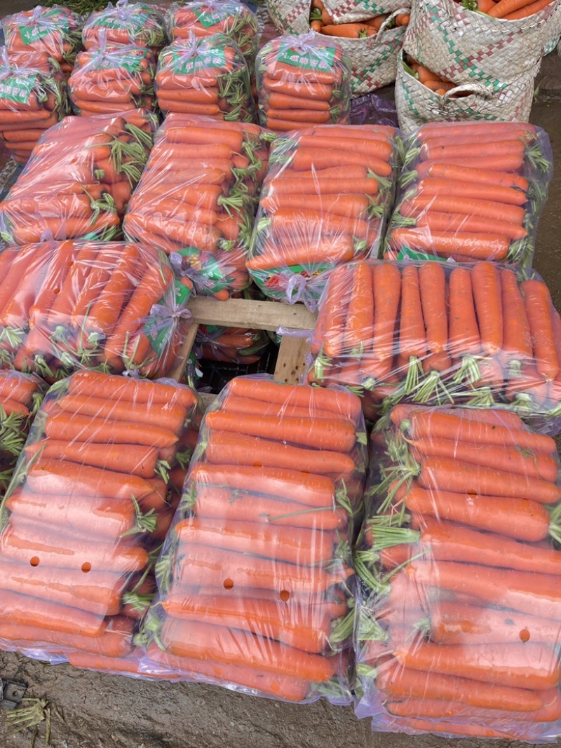 厦门精品胡萝卜，水洗货，土货，全苗，北京包，产地直发