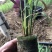 甘蔗苗，水果甘蔗苗，黄金甘蔗苗