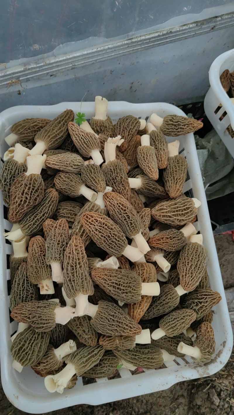 精品头茬羊肚菌！需要的老板朋友们可以联系我！