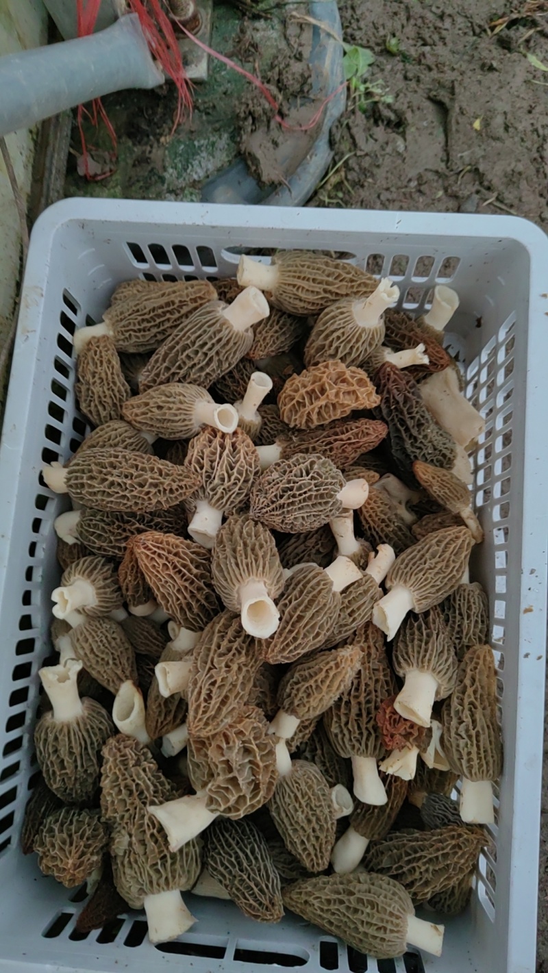 精品头茬羊肚菌！需要的老板朋友们可以联系我！