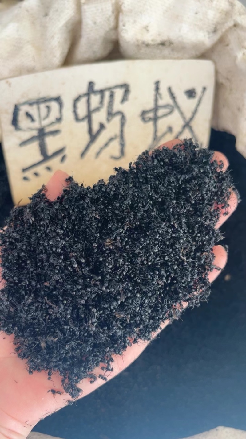 长期批发广西黑蚂蚁泡酒料拟黑多刺黑蚂蚁滋补泡酒料量大从优